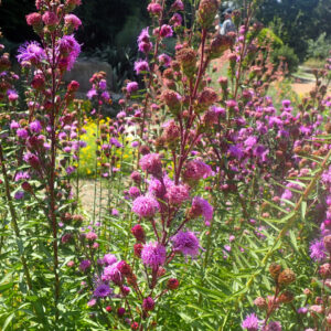 Northern Blazing Star (Limited Stock)