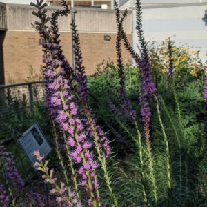 Marsh Blazing Star (Limited Stock)