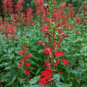 Cardinal Flower