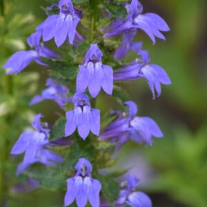Great Blue Lobelia