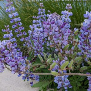Wild Lupine (Sold Out)