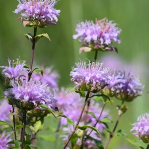 Bee Balm/Wild Bergamot