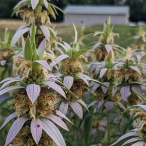 Spotted Bee Balm (Sold Out)