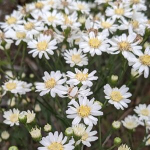 Upland White Goldenrod (Limited Stock)