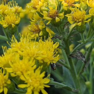 Stiff Goldenrod