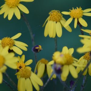 Golden Ragwort (Sold Out)