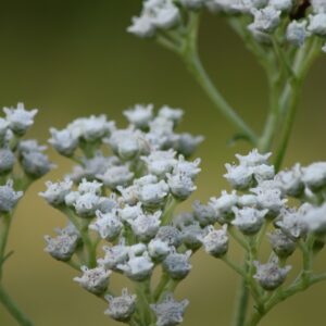 Wild Quinine