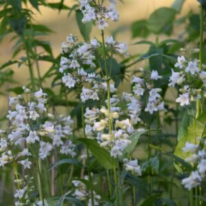 Foxglove Beardtongue