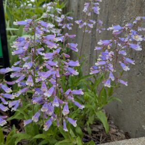 Hairy Beardtongue