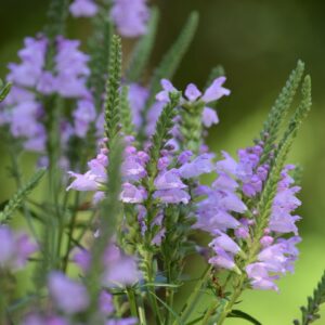 Obedient Plant (Limited Stock)