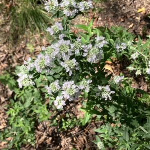 Hairy Mountain Mint