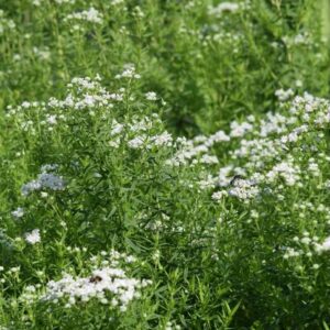 Common Mountain Mint (Limited Stock)