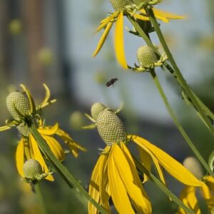 Yellow Coneflower