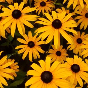 Orange Coneflower