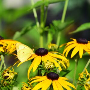 Black-eyed Susan