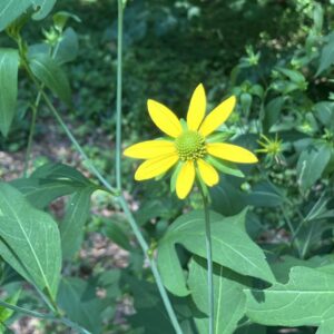 Cutleaf Coneflower (Limited Stock)