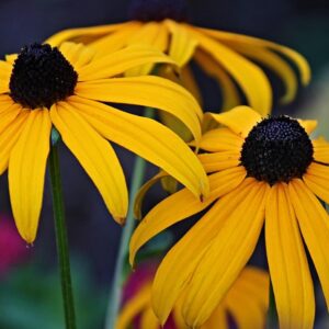 Sweet Black-eyed Susan