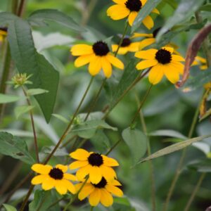 Brown-eyed Susan