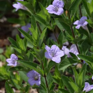 Hairy Wild Petunia (Limited Stock)