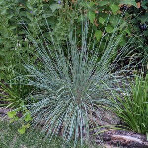 Little Bluestem (Sold Out)