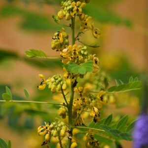 Wild Senna