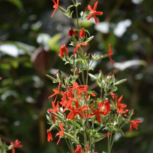 Royal Catchfly (Sold Out)