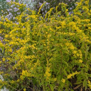 Blue-stemmed Goldenrod