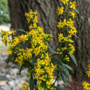 Zig Zag Goldenrod