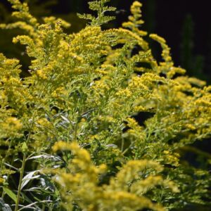 Showy Goldenrod (Limited Stock)