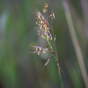 Indian Grass (Limited Stock)