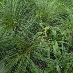 Prairie Dropseed (Sold Out)