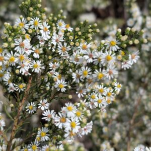 Heath Aster