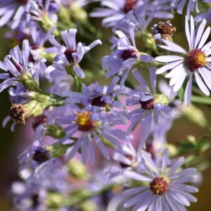 Smooth Blue Aster (Sold Out)