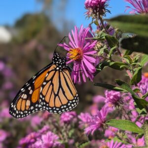 New England Aster