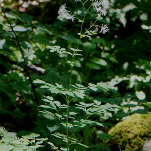 Tall Meadow Rue