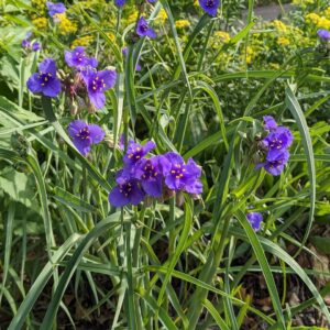 Ohio Spiderwort (Sold Out)