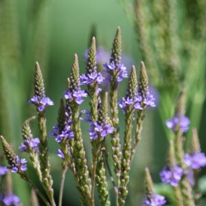 Blue Vervain