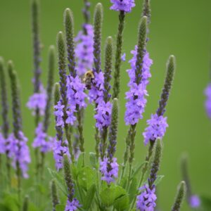 Hoary Vervain