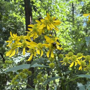 Wingstem