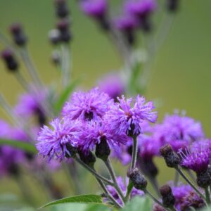 Common Ironweed
