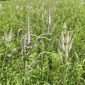 Culver’s Root