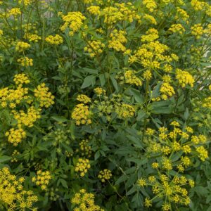 Golden Alexanders (Sold Out)