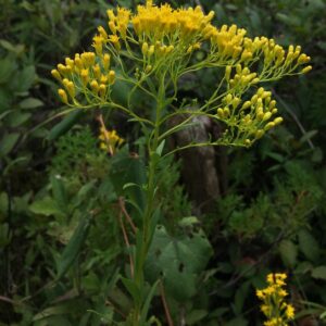 Ohio Goldenrod