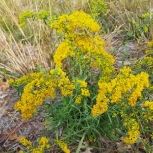 Old Field Goldenrod