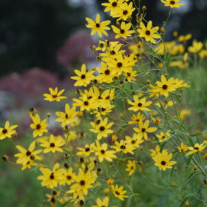 Tall Coreopsis (Sold Out)