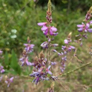 Showy Tick-trefoil (Limited Stock)