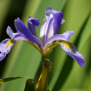Blue Flag Iris