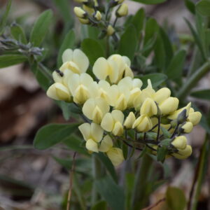 Cream Wild Indigo (Sold Out)