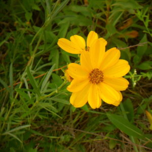 Prairie Coreopsis
