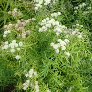 Slender Mountain Mint
